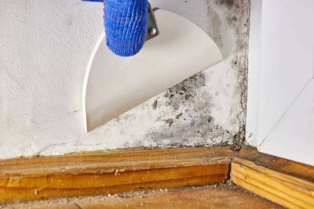 Best Mold Remediation for Healthcare Facilities  in Crafton, PA