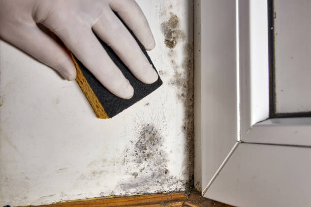 Best Mold Damage Restoration  in Crafton, PA